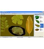 LA-S型植物葉面積、病斑、蟲損、葉色分檔分析儀系統